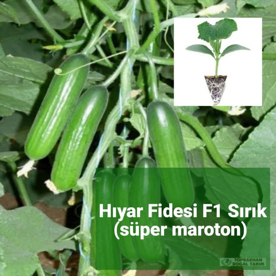 Hıyar Fidesi F1 Sırık (Süper Maraton)